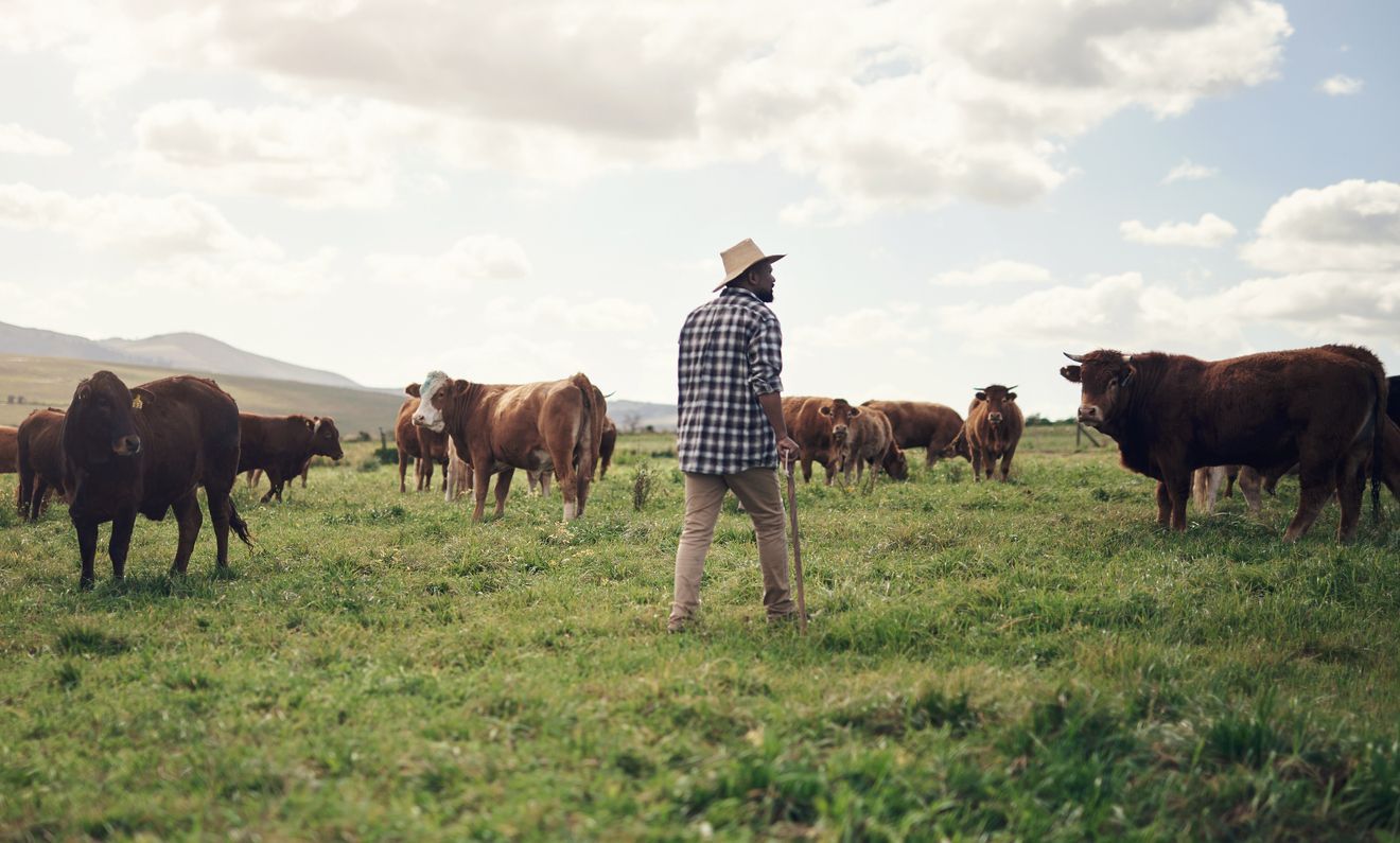 Ranch worker inspecting cattle during screwworm surveillance