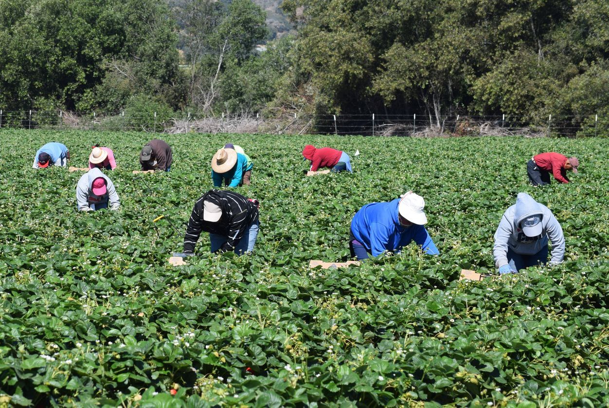Seasonal harvest workers documenting temporary labor need