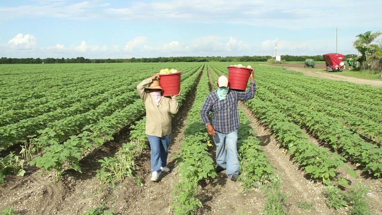 English-speaking farm workers operating equipment in the field